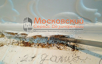 уничтожение клопов в Электростале