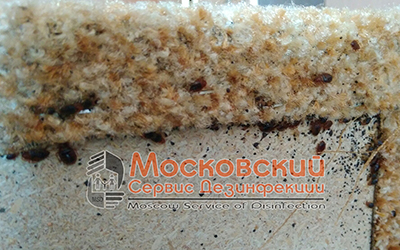 клопы в диване Электросталь