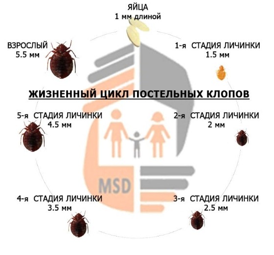 дезинфекция клопов в Электростале